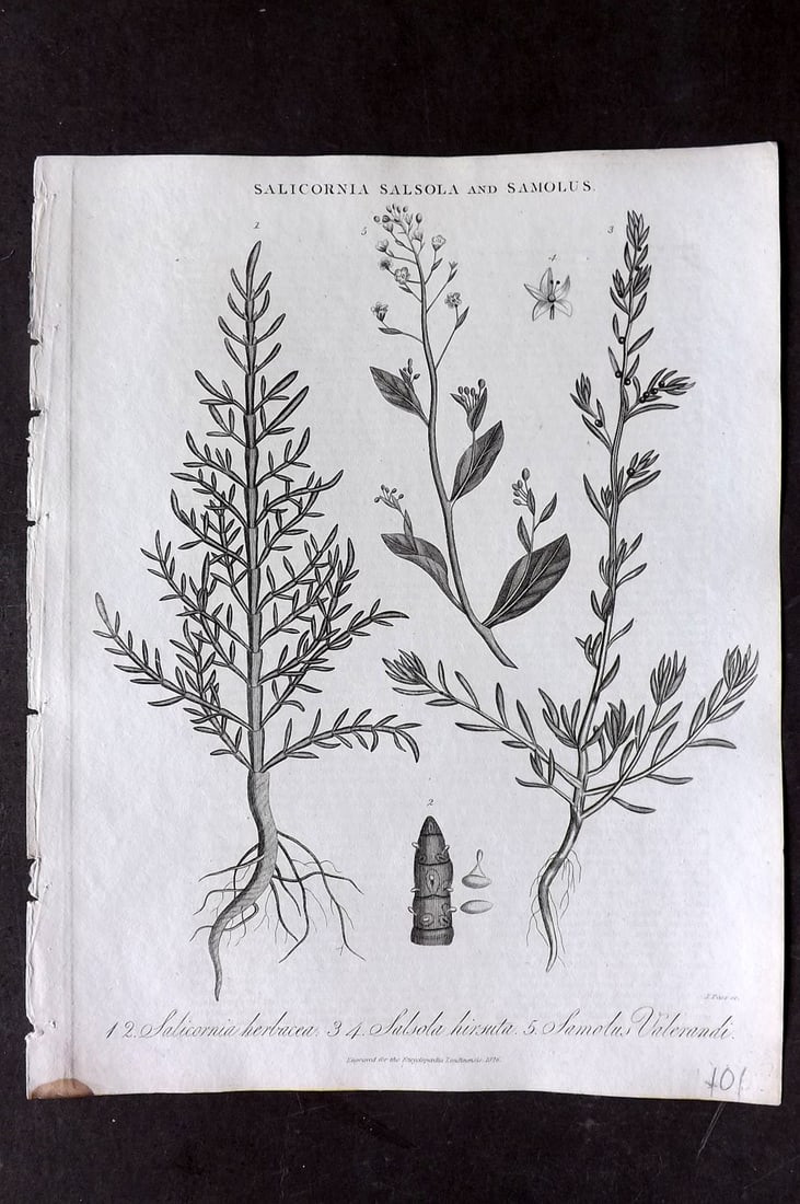 Wilkes, John 1826 Antique Botanical Print. Salicornia Herbacea, Salsola Hirsuta, Samolus Valerandi (1 of 1)