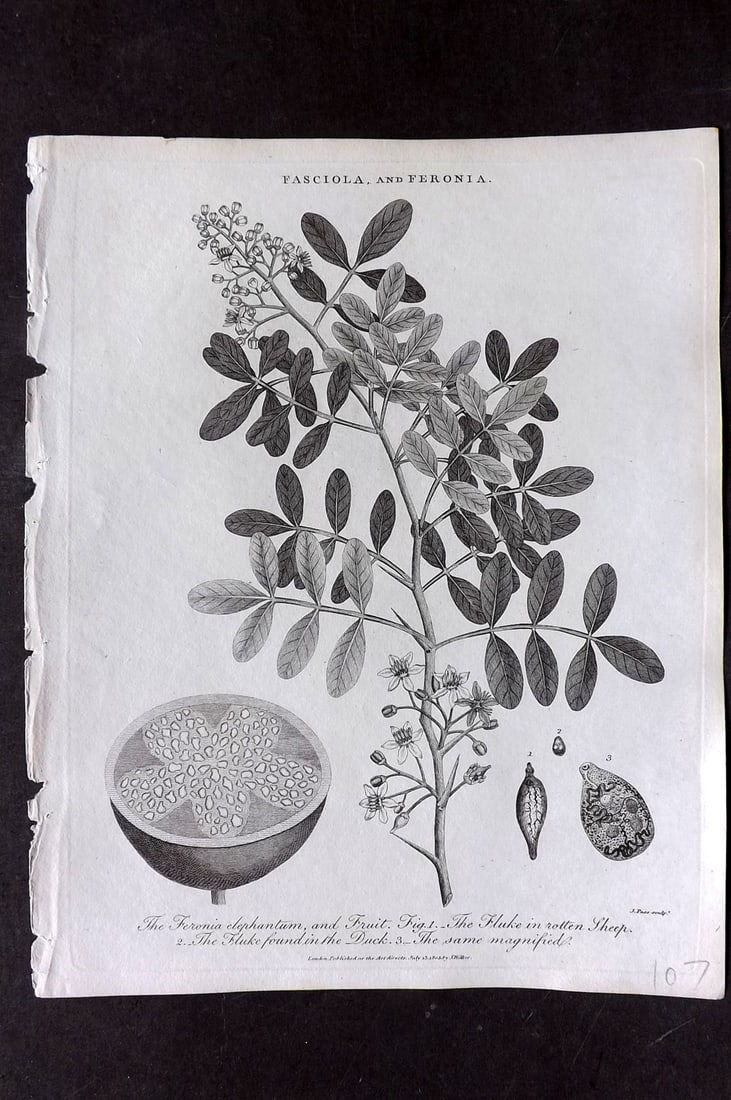 Wilkes, John 1805 Antique Botanical Print. Feronia Elephantum and Fruit, Fluke found in Rotten Sheep (1 of 1)
