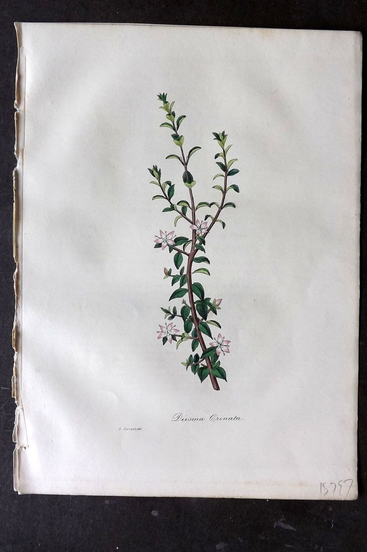 Woodville 1832 Hand Col Botanical Print. Diosma Crenata: Antique Etching Published 1832, London for "Medical Botany" Third Edition by William Woodville. Fine hand colour as issued. Paper Size: 10 x 7.5 inch (25 x 19cm) Good Condition