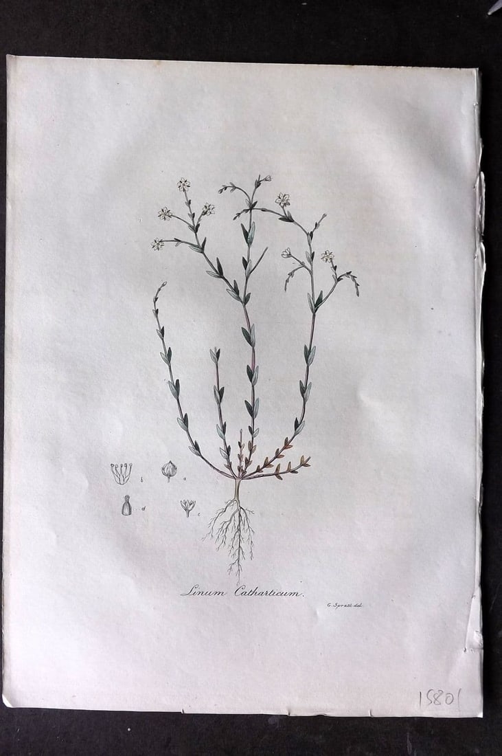 Woodville 1832 Hand Col Botanical Print. Linum Catharticum: Antique Etching Published 1832, London for "Medical Botany" Third Edition by William Woodville. Fine hand colour as issued. Paper Size: 10 x 7.5 inch (25 x 19cm) Good Condition