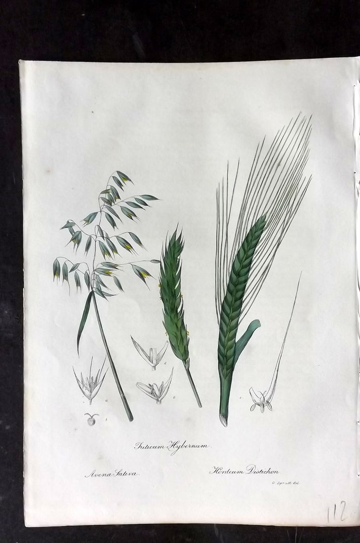 Woodville, William 1832 Hand Col Botanical Print. Friticum Hybernum: Hand Colored Etching Published 1832, London for "Medical Botany" Third Edition by William Woodville. Paper Size: 10 x 7.5 inch (25 x 19cm) Good Condition