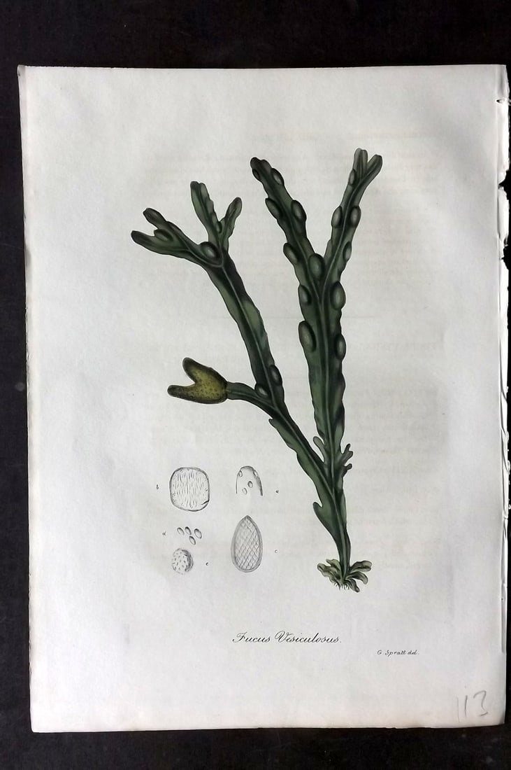 Woodville, William 1832 Hand Col Botanical Print. Fucus Vesiculosus Seaweed: Hand Colored Etching Published 1832, London for "Medical Botany" Third Edition by William Woodville. Paper Size: 10 x 7.5 inch (25 x 19cm) Very minor text offsetting. Good Condition