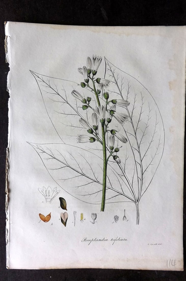 Woodville, William 1832 Hand Col Botanical Print. Bonplandia Trfoliata: Hand Colored Etching Published 1832, London for "Medical Botany" Third Edition by William Woodville. Paper Size: 10 x 7.5 inch (25 x 19cm) Minor margin water stain. Good Condition