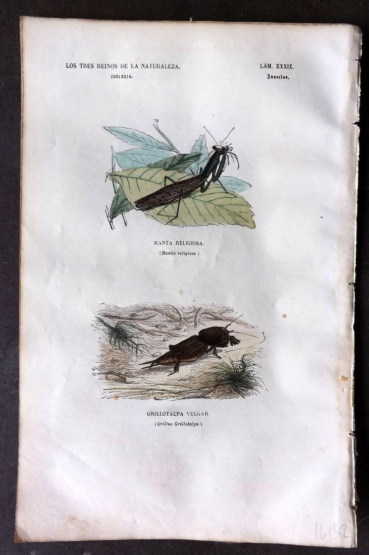 Buffon, Comte de 1856 Hand Col Insect Print. Mantis & Grillus 39 (1 of 1)
