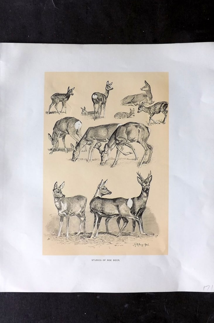 Millais, John 1904 Rare Folio Print. Studies of Roe Deer (1 of 1)