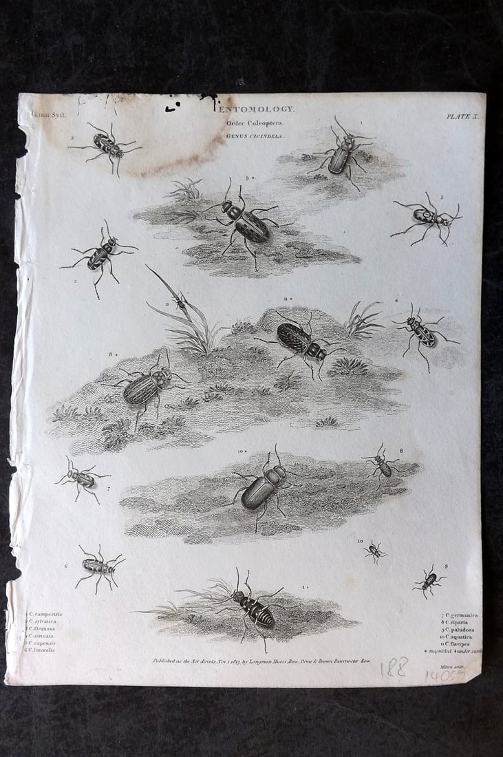 Rees, Abraham 1820 Antique Print. Entomology - Coleoptera. Insects 09 (1 of 1)