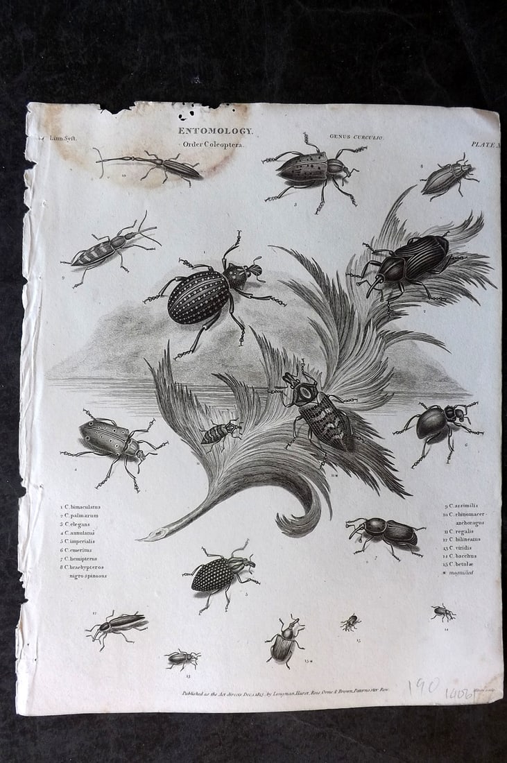 Rees, Abraham 1820 Antique Print. Entomology - Coleoptera. Insects 11 (1 of 1)
