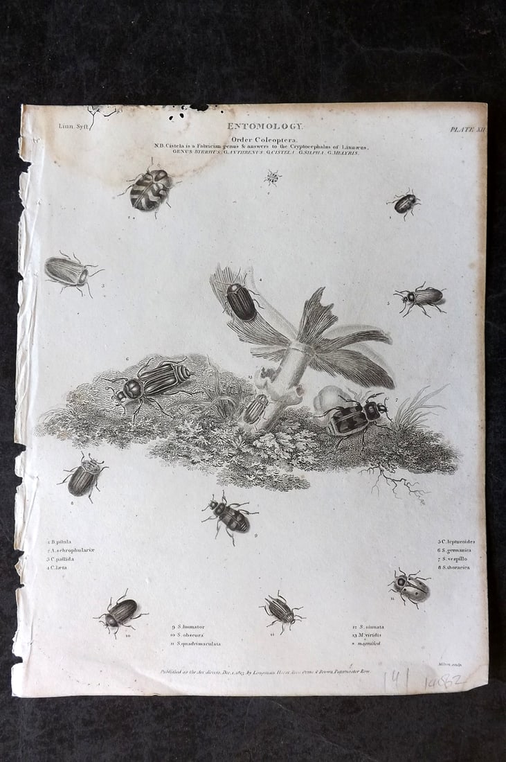 Rees, Abraham 1820 Antique Print. Entomology - Coleoptera. Insects 12 (1 of 1)