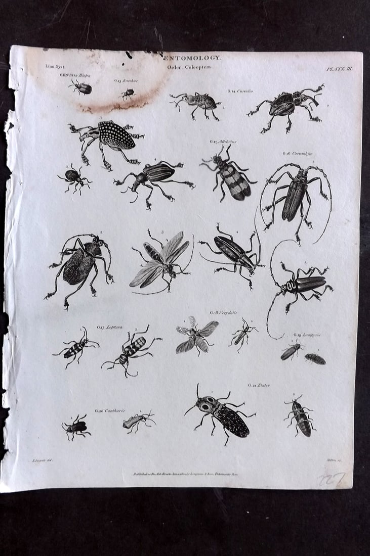 Rees, Abraham 1820 Antique Print. Entomology - Coleoptera. Insects 03 (1 of 1)
