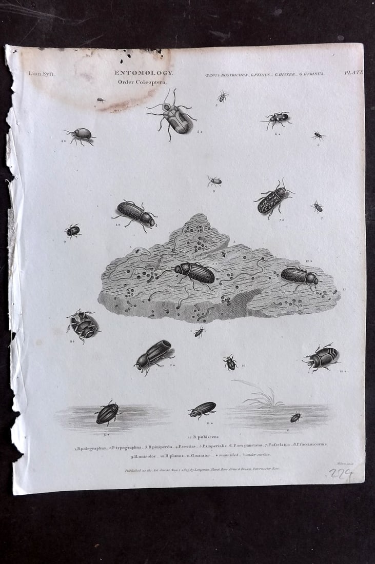Rees, Abraham 1820 Antique Print. Entomology - Coleoptera. Insects 05 (1 of 1)