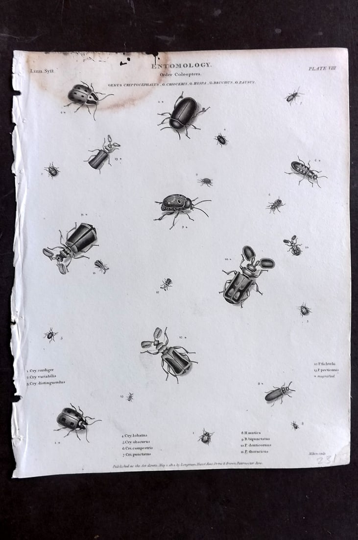 Rees, Abraham 1820 Antique Print. Entomology - Coleoptera. Insects 07: Copper Plate Published 1802-20 by Longman, Hurst, Rees & Orme for "The Cyclop?dia: or, Universal dictionary of arts, sciences, and literature" By Abraham Rees. Paper Size: 10.5 x 8 inch (27 x 21cm) Wa