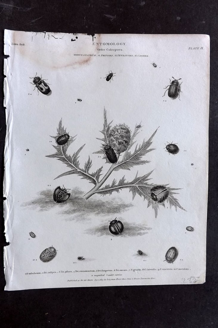 Rees, Abraham 1820 Antique Print. Entomology - Coleoptera. Insects 08 (1 of 1)