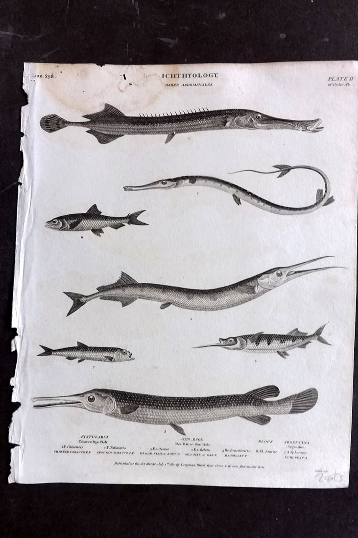 Rees, Abraham 1820 Antique Print. Ichthyology - Pipe Fish, Sea Pike, Gar, Argentine 02: Copper Plate Published 1802-20 by Longman, Hurst, Rees & Orme for "The Cyclop?dia: or, Universal dictionary of arts, sciences, and literature" By Abraham Rees. Paper Size: 10.5 x 8 inch (27 x 21cm) Wa