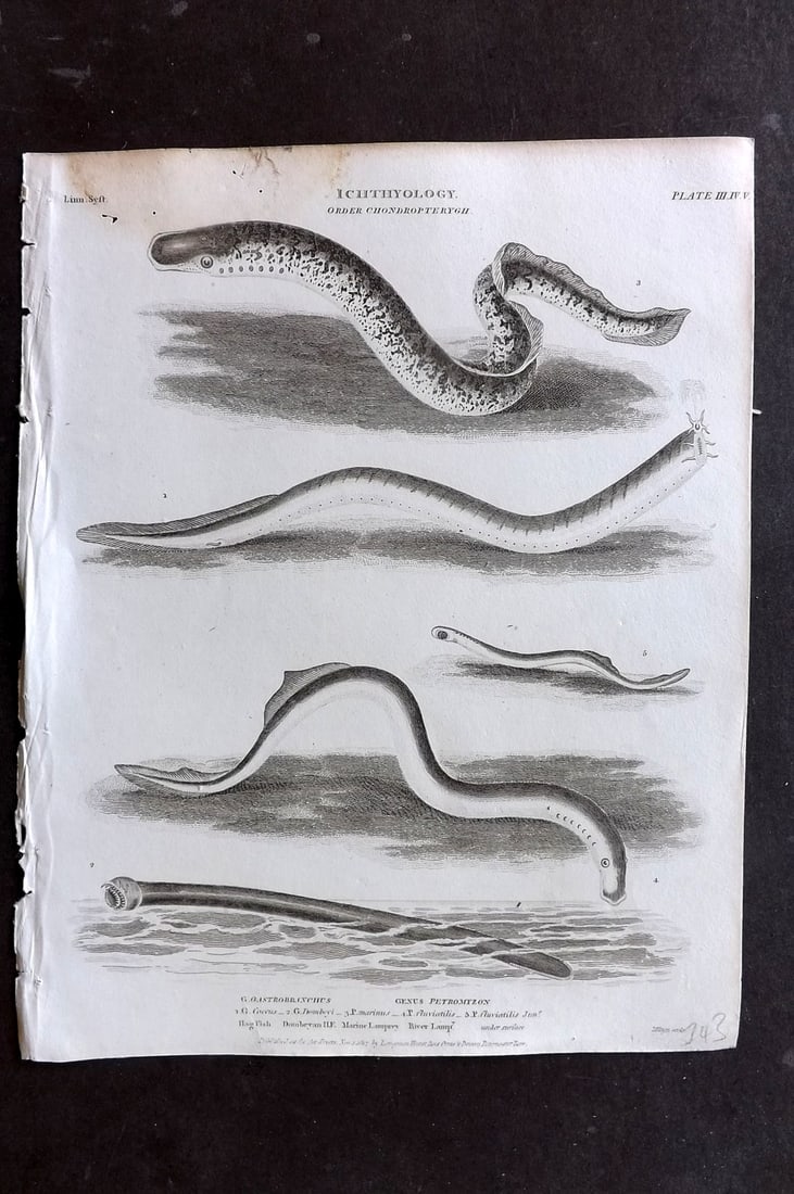 Rees, Abraham 1820 Antique Print. Ichthyology - Hag Fish, Lamprey 03 (1 of 1)