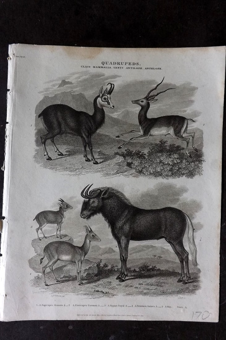 Rees 1820 Antique Print. Chamois, Common, Pygmea, Guinea Antelopes. Gnu (1 of 1)