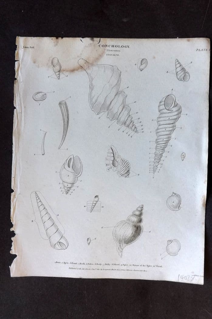 Rees, Abraham 1820 Antique Print. Conchology Shells - Univalve 01 (1 of 1)