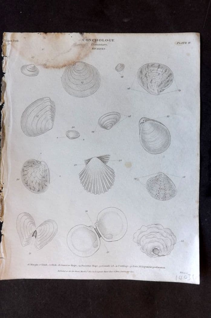 Rees, Abraham 1820 Antique Print. Conchology Shells - Bivalves 04 (1 of 1)