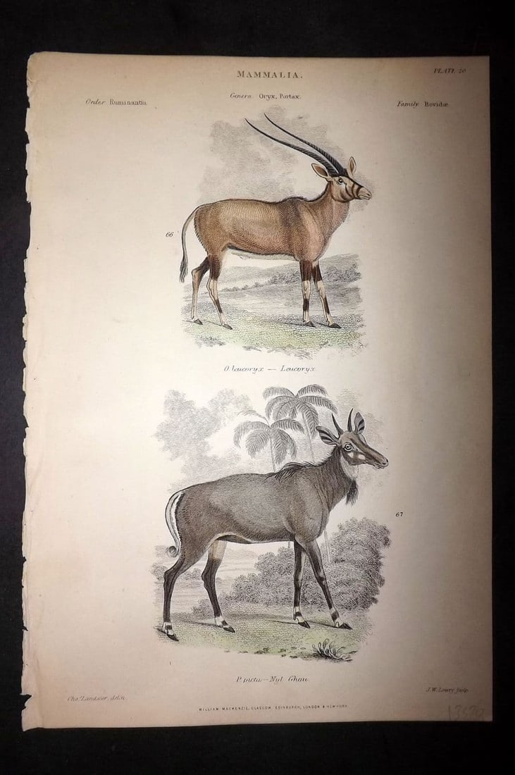 Richardson, John 1862 Hand Col Print. Leucoryx, Nyl Ghua. Nilgai 20: Antique Steel Engraving/Etching Published 1859-62 by William Mackenzie, Edinburgh & London for "The Museum of Natural History" by John Richardson. Fine hand colour as issued. Paper Size: 10.5 x 7.5 in