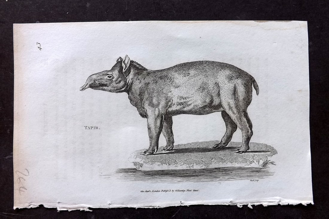 Shaw, George 1809 Antique Print. Tapir (1 of 1)