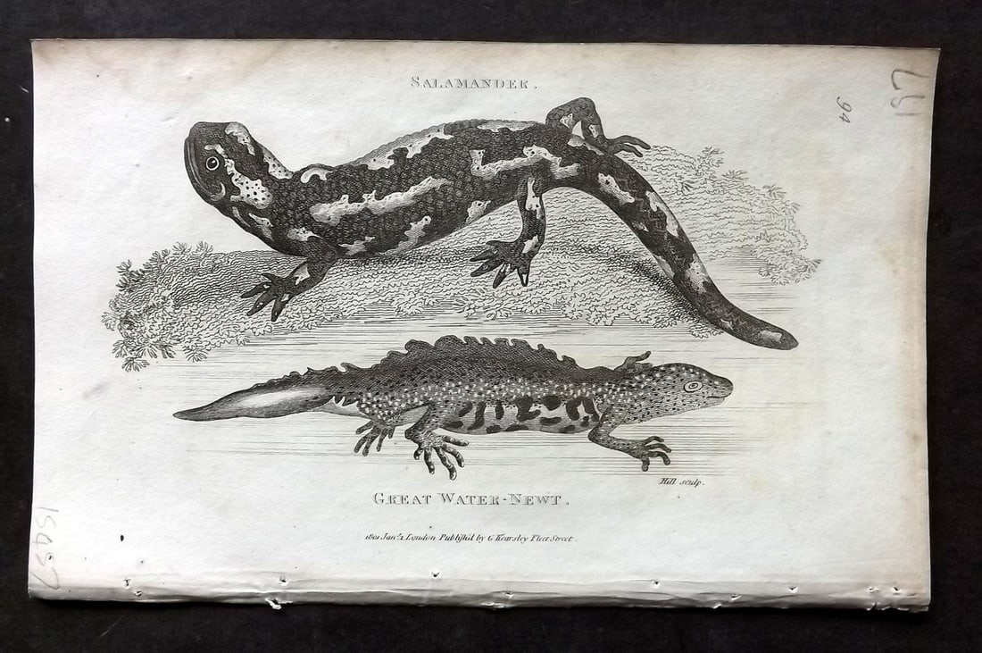 Shaw, George 1809 Antique Print. Salamander, Great Water Newt: Copper Plate Published 1809 by G.Kearsley, London for "Zoological Lectures..." by George Shaw. Paper Size: 8.5 x 5 inch (22 x 13cm) Water stain in top margin. Good Condition