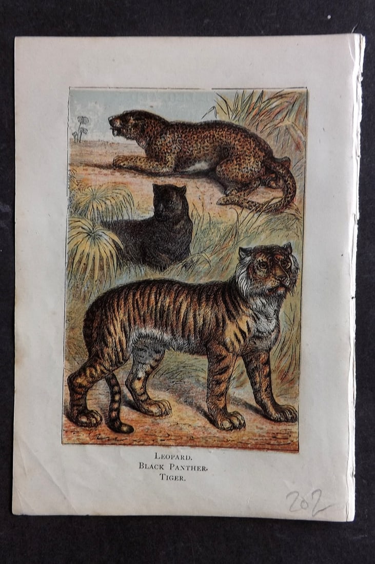 Warne, Frederick (Pub) C1880 Print. Leopard, Black Panther, Tiger (1 of 1)
