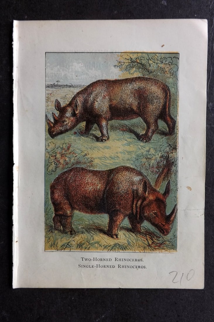 Warne, Frederick (Pub) C1880 Print. Two & Single Horned Rhino: Color Printed Woodblock Published C1880 by Frederick Warne, London for "Warne's Picture Natural History" Descriptive text to the reverse side. Paper Size: 6 x 4.25 inch (15 x 11cm) Small closed margin