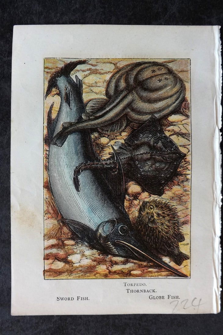 Warne, Frederick (Pub) C1880 Print. Torpedo, Thornback, Sword Fish, Globe Fish (1 of 1)