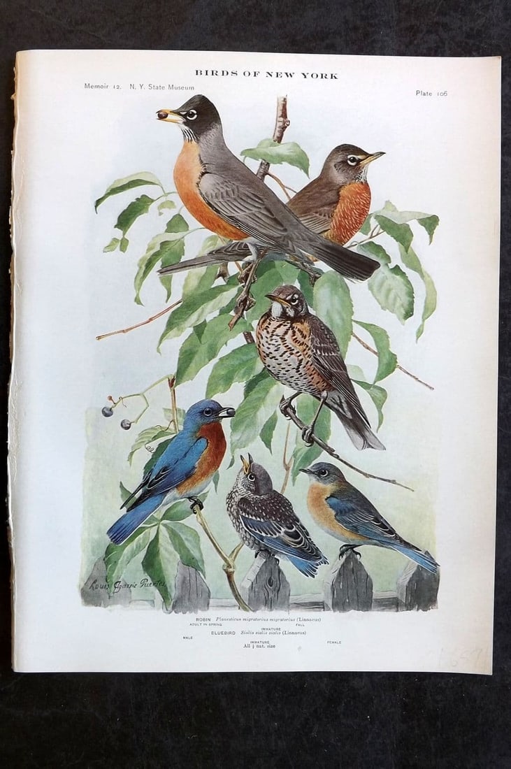 Eaton Birds of New York 1914 Print. Robin & Bluebird 106 (1 of 1)