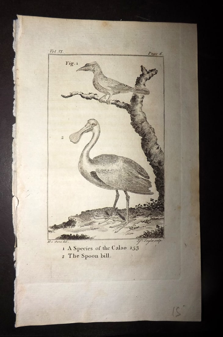 Goldsmith, Oliver 1779 Antique Print. Spoonbill & Species of Calao: Copper Plate Published 1779, London for "An History of the Earth and Animated Nature" by Oliver Goldsmith. Paper Size: 8 x 5 inch (21 x 13cm) Good Condition
