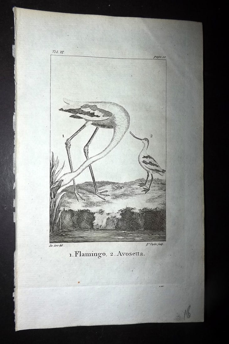 Goldsmith, Oliver 1779 Antique Print. Flamingo, Avocet: Copper Plate Published 1779, London for "An History of the Earth and Animated Nature" by Oliver Goldsmith. Paper Size: 8 x 5 inch (21 x 13cm) Good Condition