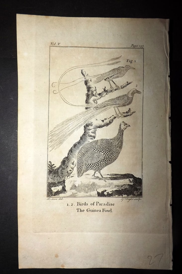 Goldsmith, Oliver 1779 Antique Bird Print. Birds of Paradise, Guinea Fowl (1 of 1)