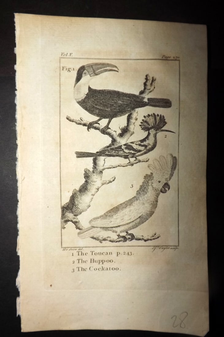 Goldsmith, Oliver 1779 Antique Bird Print. Toucan, Hoopoe, Cockatoo: Copper Plate Published 1779, London for "An History of the Earth and Animated Nature" by Oliver Goldsmith. Paper Size: 7 x 4.25 inch (18 x 11cm) Good Condition