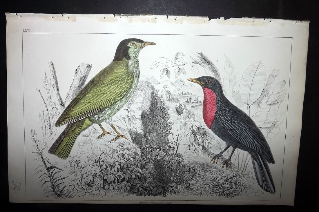 Goldsmith, Oliver 1852 HC Bird Print. Araponga Summer Bird & Red-Breasted Fruit Crow 66: Hand Colored Etching/Engraving Published 1852 by A. Fullarton & Co., London for "A History of the Earth and Animated Nature" by Oliver Goldsmith. Paper Size: 10 x 6 inch (25 x 16cm) Good Condition