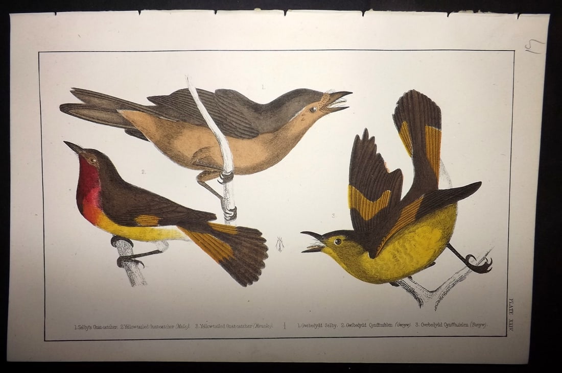 Goldsmith, Oliver C1855 Hand Col Bird Print. Gnat Catchers 24 (1 of 1)