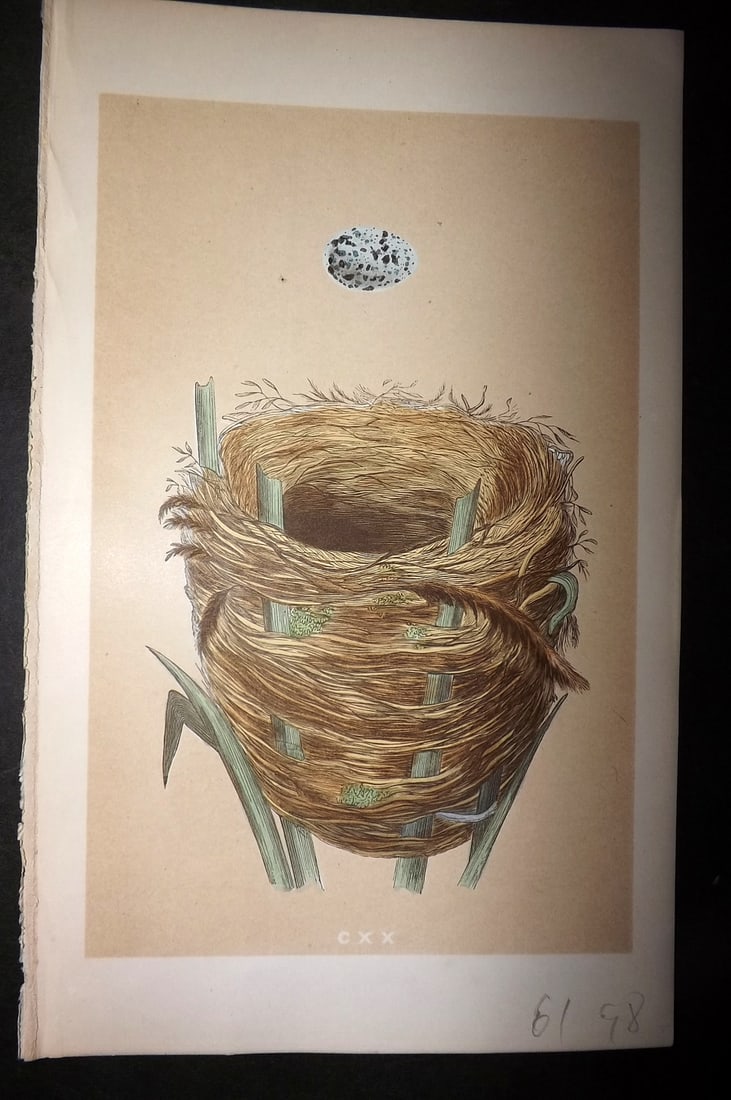 Morris, Francis 1863 Antique Bird Nest Print. Great Sedge Warbler 120: Woodblock Published 1863, London for "A Natural History of the Nests and Eggs of British Birds" By the Rev. Francis Orpen Morris, printed Benjamin Fawcett. With accompanying descriptive text. Paper Si