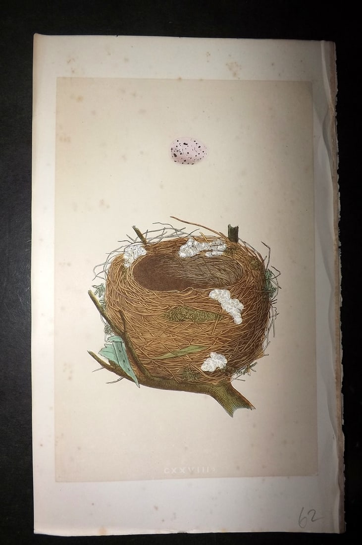 Morris, Francis 1863 Antique Bird Nest Print. Melodious Willow Warbler 128: Woodblock Published 1863, London for "A Natural History of the Nests and Eggs of British Birds" By the Rev. Francis Orpen Morris, printed Benjamin Fawcett. With accompanying descriptive text. Paper Si