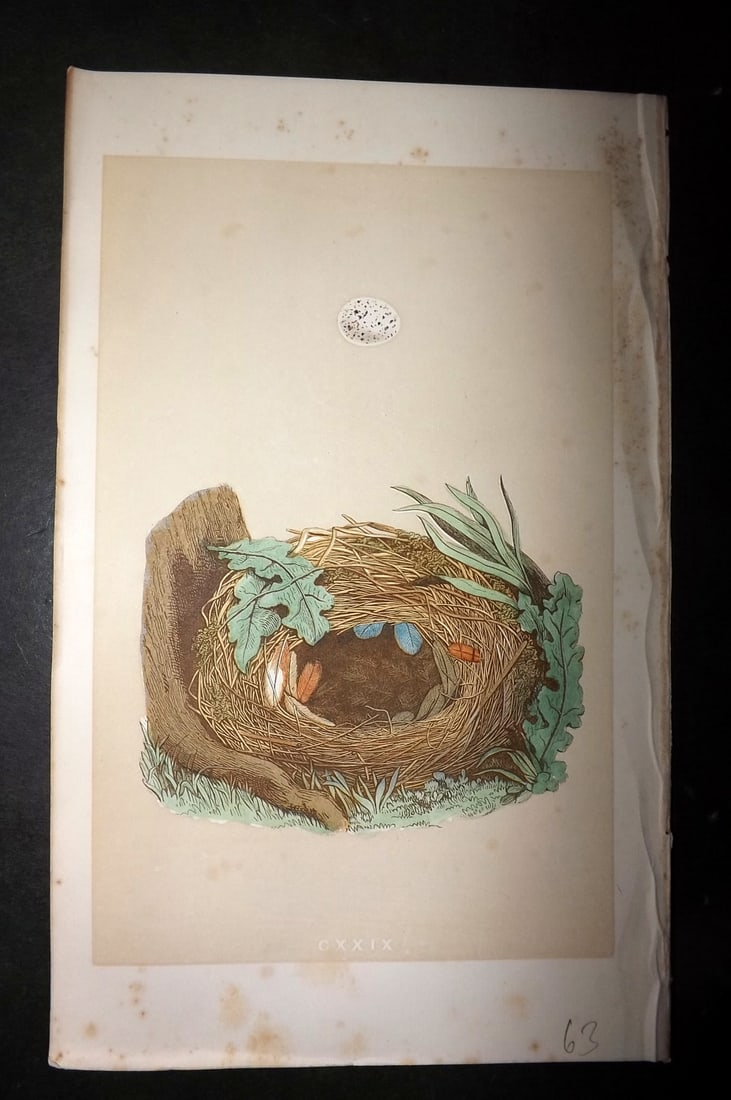Morris, Francis 1863 Antique Bird Nest Print. Chiff Chaff 129: Woodblock Published 1863, London for "A Natural History of the Nests and Eggs of British Birds" By the Rev. Francis Orpen Morris, printed Benjamin Fawcett. With accompanying descriptive text. Paper Si