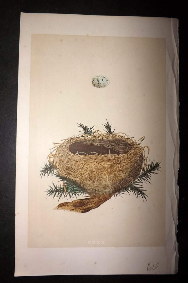 Morris, Francis 1863 Antique Bird Nest Print. Dartford Warbler 130: Woodblock Published 1863, London for "A Natural History of the Nests and Eggs of British Birds" By the Rev. Francis Orpen Morris, printed Benjamin Fawcett. With accompanying descriptive text. Paper Si