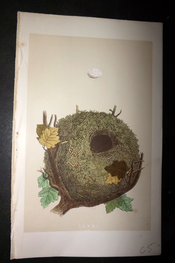 Morris, Francis 1863 Antique Bird Nest Print. Wren 131: Woodblock Published 1863, London for "A Natural History of the Nests and Eggs of British Birds" By the Rev. Francis Orpen Morris, printed Benjamin Fawcett. Partial descriptive text only. Paper Size: 1
