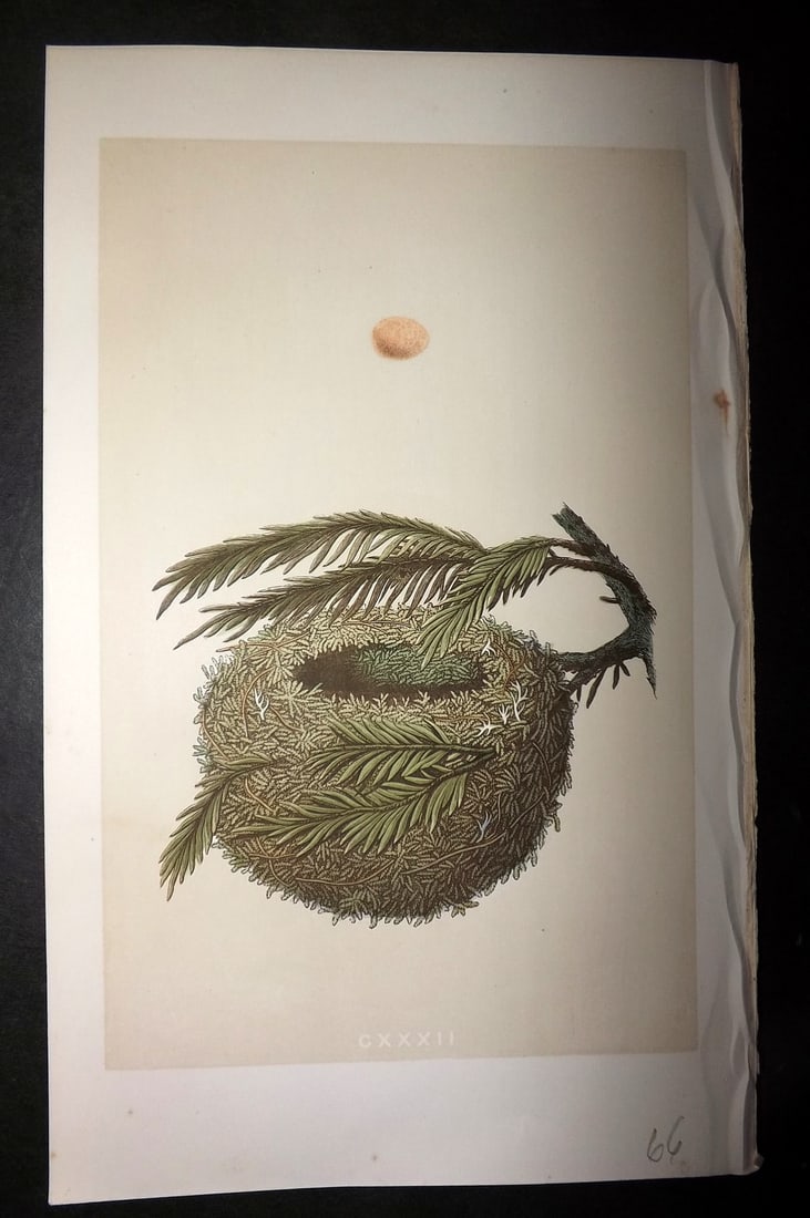 Morris, Francis 1863 Antique Bird Nest Print. Firecrest 133: Woodblock Published 1863, London for "A Natural History of the Nests and Eggs of British Birds" By the Rev. Francis Orpen Morris, printed Benjamin Fawcett. With accompanying descriptive text. Paper Si