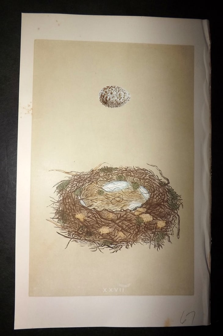 Morris, Francis 1863 Antique Bird Nest Print. Great Shrike 27: Woodblock Published 1863, London for "A Natural History of the Nests and Eggs of British Birds" By the Rev. Francis Orpen Morris, printed Benjamin Fawcett. With accompanying descriptive text. Paper Si