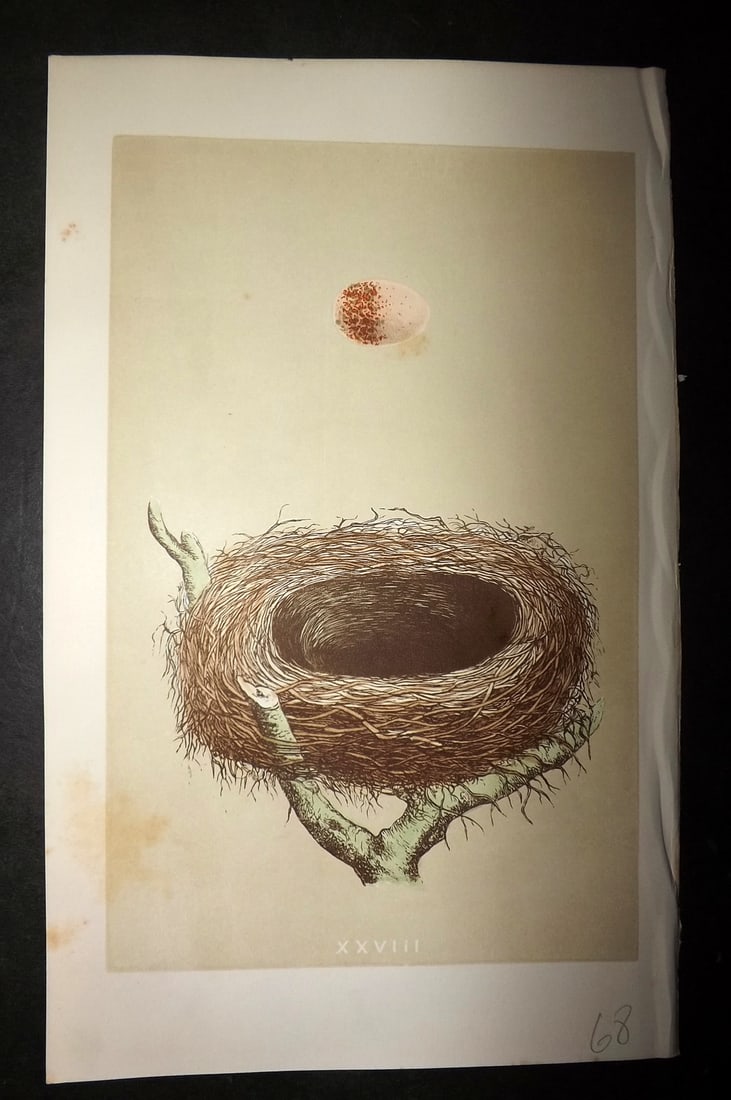 Morris, Francis 1863 Antique Bird Nest Print. Red Backed Shrike 28: Woodblock Published 1863, London for "A Natural History of the Nests and Eggs of British Birds" By the Rev. Francis Orpen Morris, printed Benjamin Fawcett. With accompanying descriptive text. Paper Si