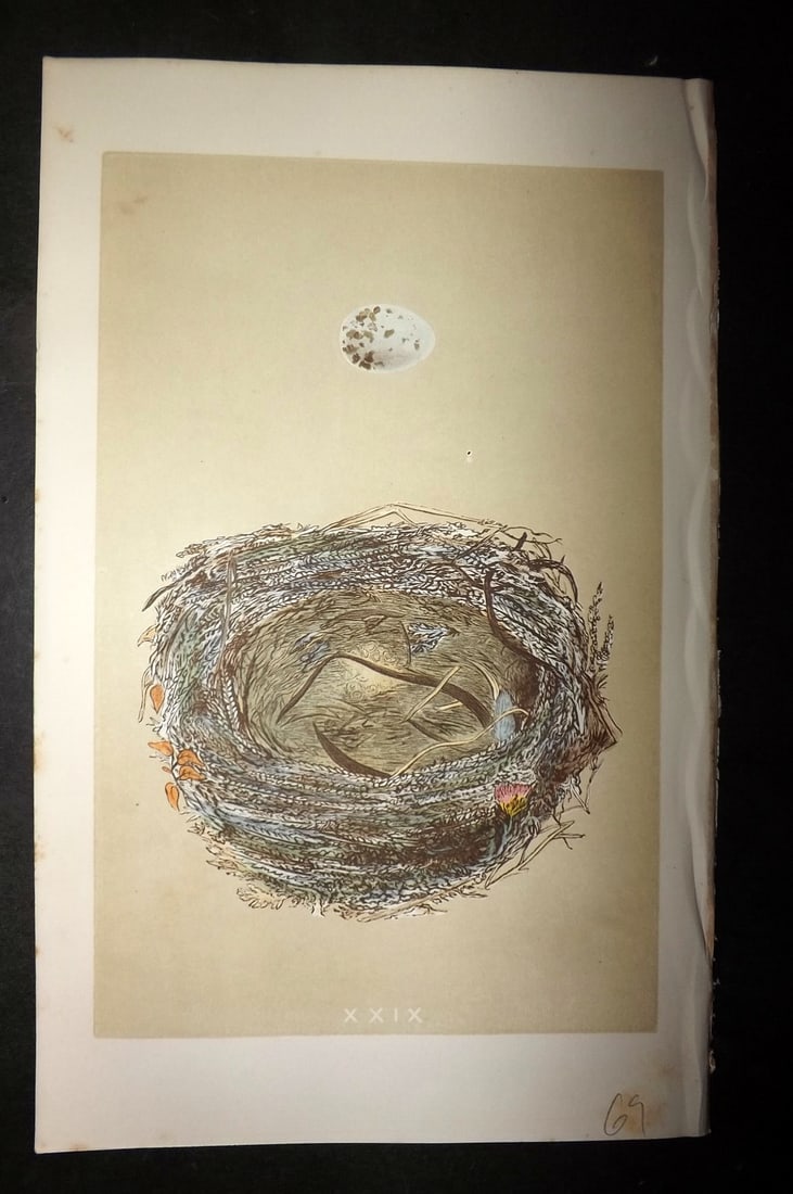 Morris, Francis 1863 Antique Bird Nest Print. Woodchat 29: Woodblock Published 1863, London for "A Natural History of the Nests and Eggs of British Birds" By the Rev. Francis Orpen Morris, printed Benjamin Fawcett. With accompanying descriptive text. Paper Si