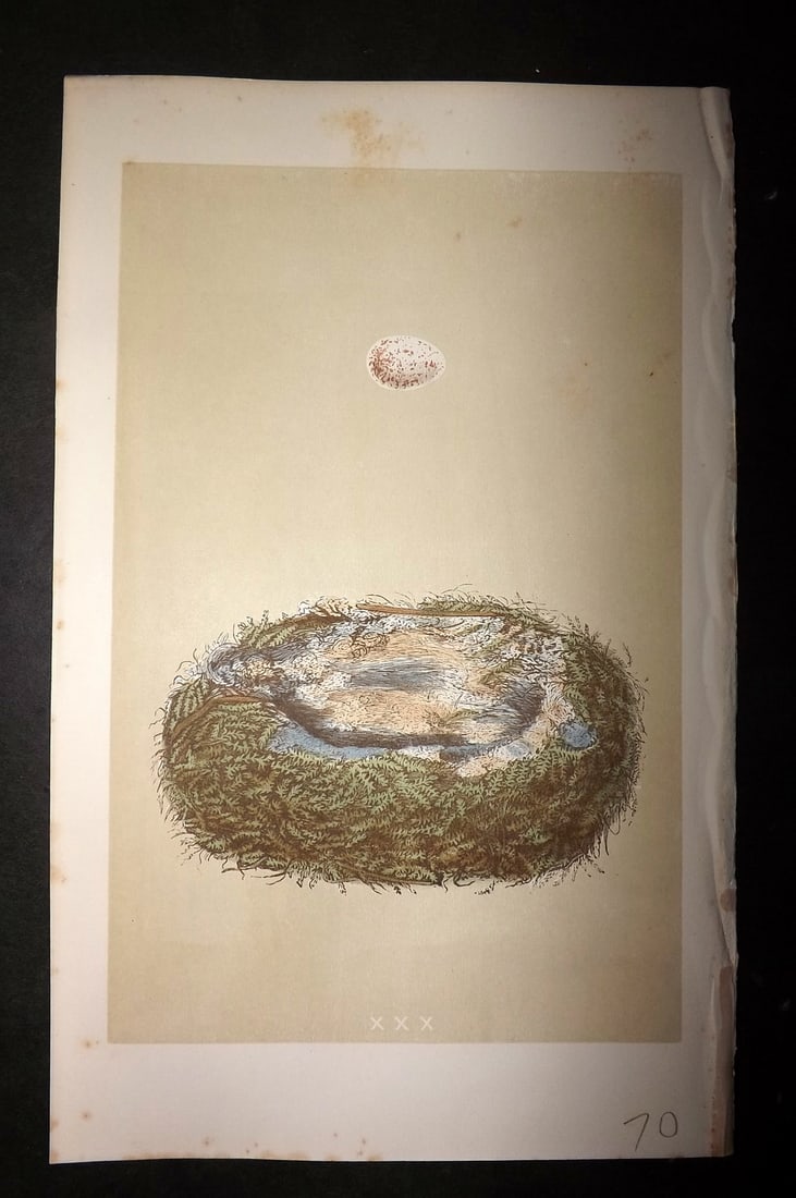 Morris, Francis 1863 Antique Bird Nest Print. Great Tit 30: Woodblock Published 1863, London for "A Natural History of the Nests and Eggs of British Birds" By the Rev. Francis Orpen Morris, printed Benjamin Fawcett. With accompanying descriptive text. Paper Si