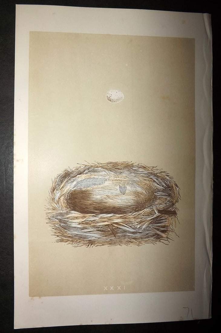 Morris, Francis 1863 Antique Bird Nest Print. Cole Tit 31: Woodblock Published 1863, London for "A Natural History of the Nests and Eggs of British Birds" By the Rev. Francis Orpen Morris, printed Benjamin Fawcett. Lacking descriptive text (With plate 32) Pap