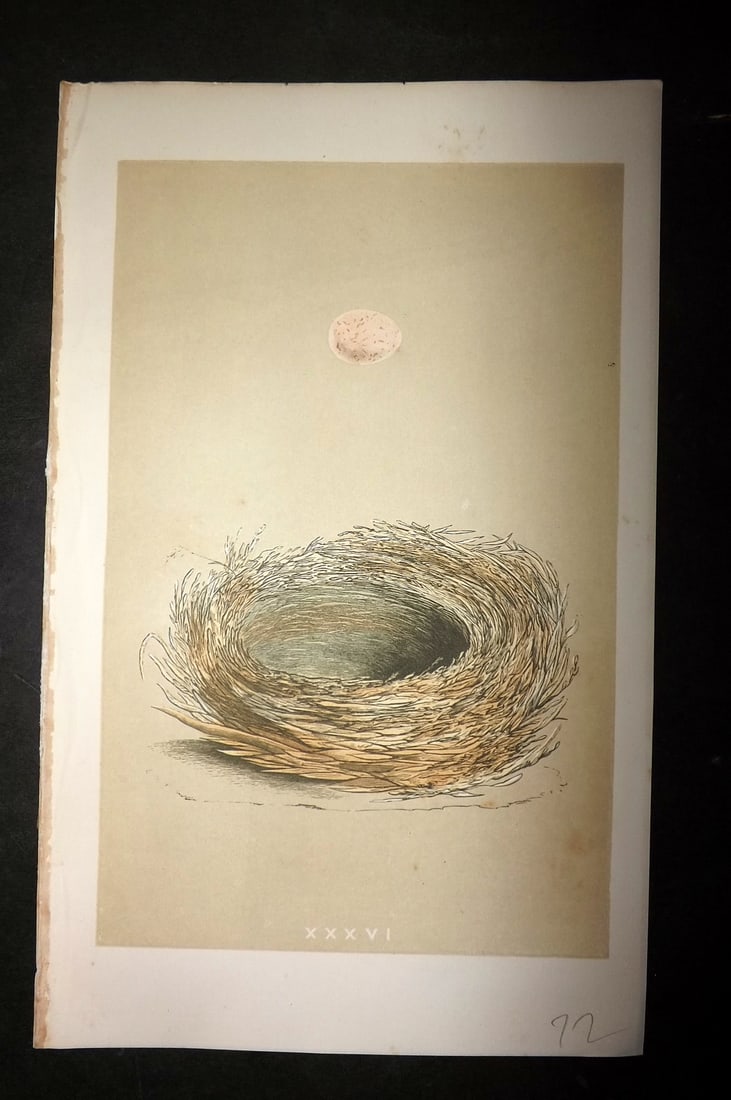 Morris, Francis 1863 Antique Bird Nest Print. Crested Tit 32: Woodblock Published 1863, London for "A Natural History of the Nests and Eggs of British Birds" By the Rev. Francis Orpen Morris, printed Benjamin Fawcett. With accompanying descriptive text. Paper Si