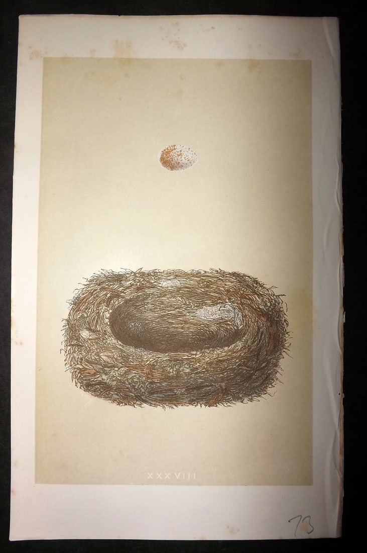 Morris, Francis 1863 Antique Bird Nest Print. Spotted Flycatcher 38: Woodblock Published 1863, London for "A Natural History of the Nests and Eggs of British Birds" By the Rev. Francis Orpen Morris, printed Benjamin Fawcett. With accompanying descriptive text. Paper Si