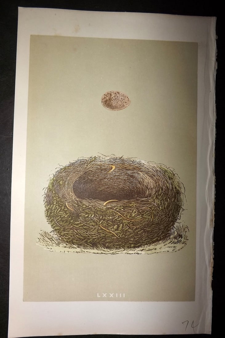 Morris, Francis 1863 Antique Bird Nest Print. Sky Lark 74: Woodblock Published 1863, London for "A Natural History of the Nests and Eggs of British Birds" By the Rev. Francis Orpen Morris, printed Benjamin Fawcett. With accompanying descriptive text. Paper Si