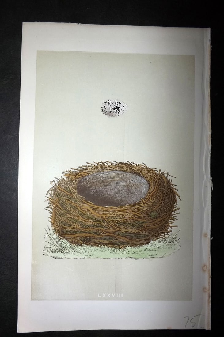 Morris, Francis 1863 Antique Bird Nest Print. Yellow Hammer 78: Woodblock Published 1863, London for "A Natural History of the Nests and Eggs of British Birds" By the Rev. Francis Orpen Morris, printed Benjamin Fawcett. With accompanying descriptive text. Paper Si