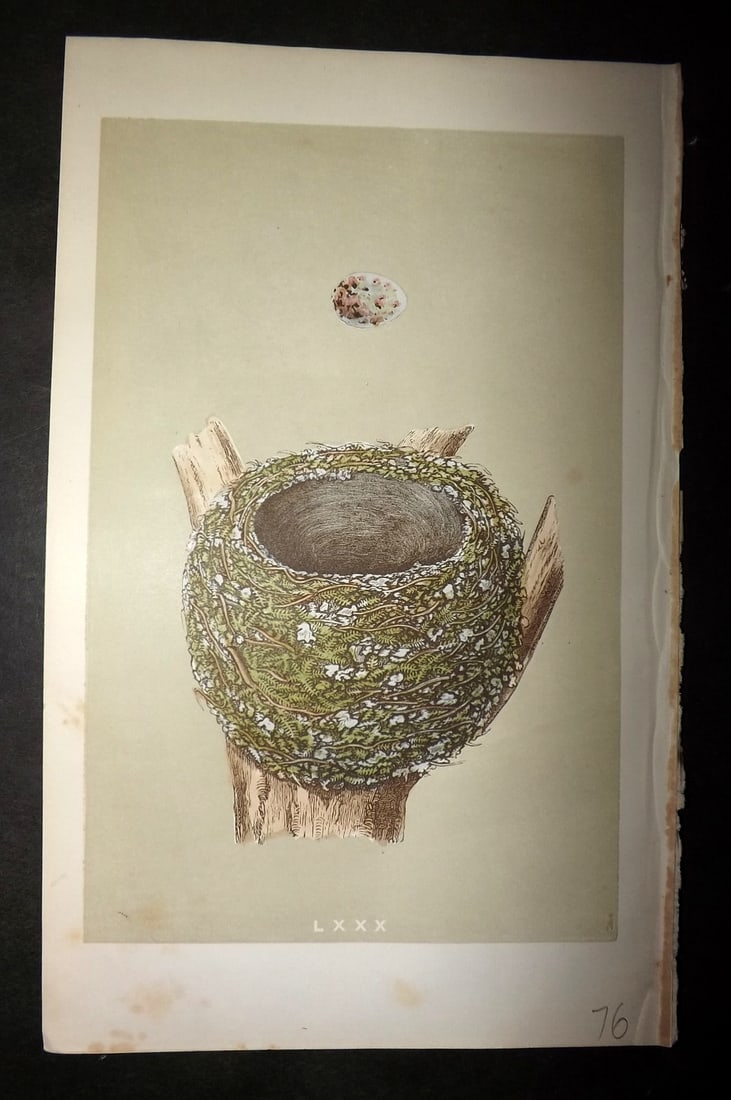 Morris, Francis 1863 Antique Bird Nest Print. Chaffinch 80: Woodblock Published 1863, London for "A Natural History of the Nests and Eggs of British Birds" By the Rev. Francis Orpen Morris, printed Benjamin Fawcett. With accompanying descriptive text. Paper Si